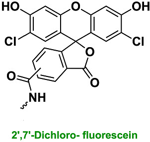 Bio-Synthesis Inc. Oligo Structure